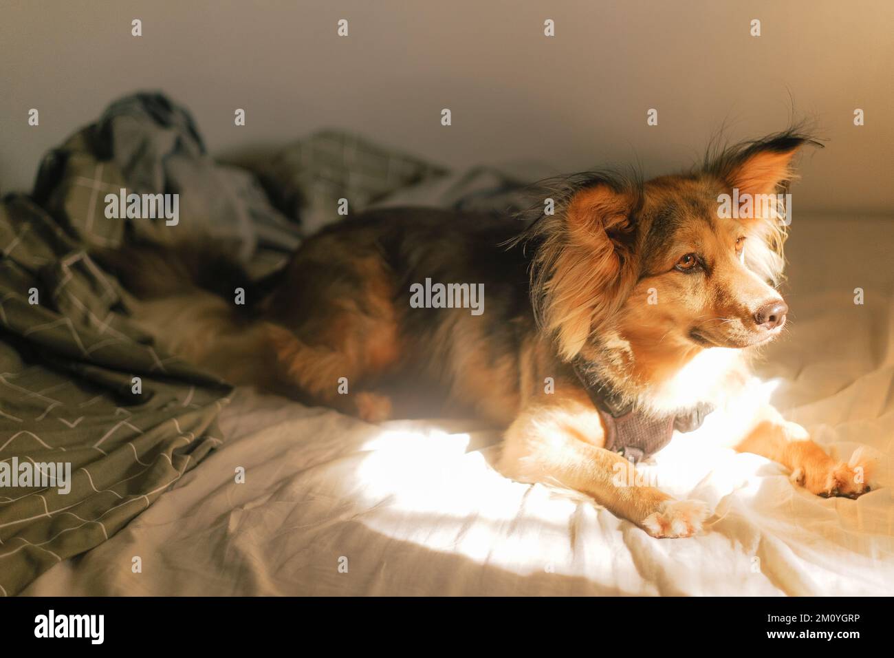 Sano cane misto pastore tedesco multicolore in letto con una coperta. Animale domestico di razza mista a casa in una giornata pigra, guardando la luce dorata dalla finestra. Foto Stock