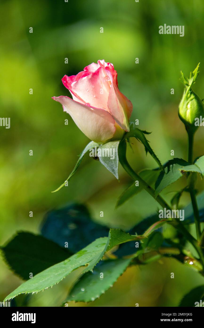 Rosa rosa isolato su uno sfondo verde sfocato in formato verticale Foto Stock