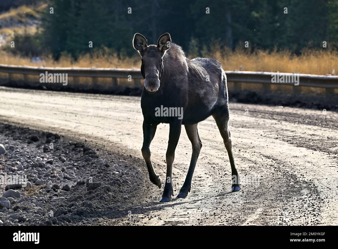 Una mucca alce 'Alces alces', a piedi su strada sterrata nella rurale Alberta Canada Foto Stock