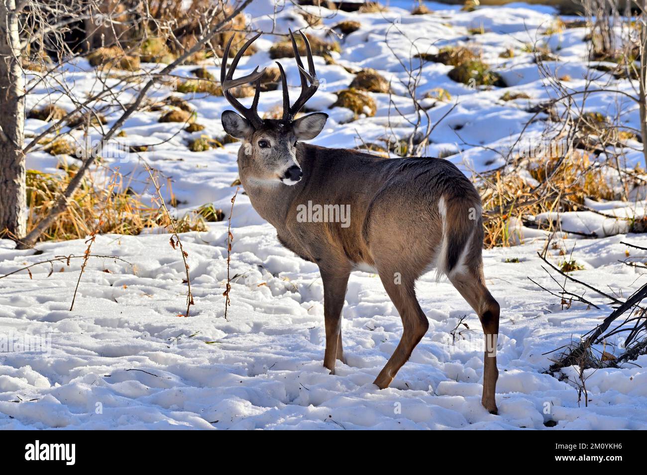 Un capriolo selvatico dalla coda bianca 'Odocoileus virginianus', nel suo habitat boschivo nella zona rurale dell'Alberta Canada. Foto Stock
