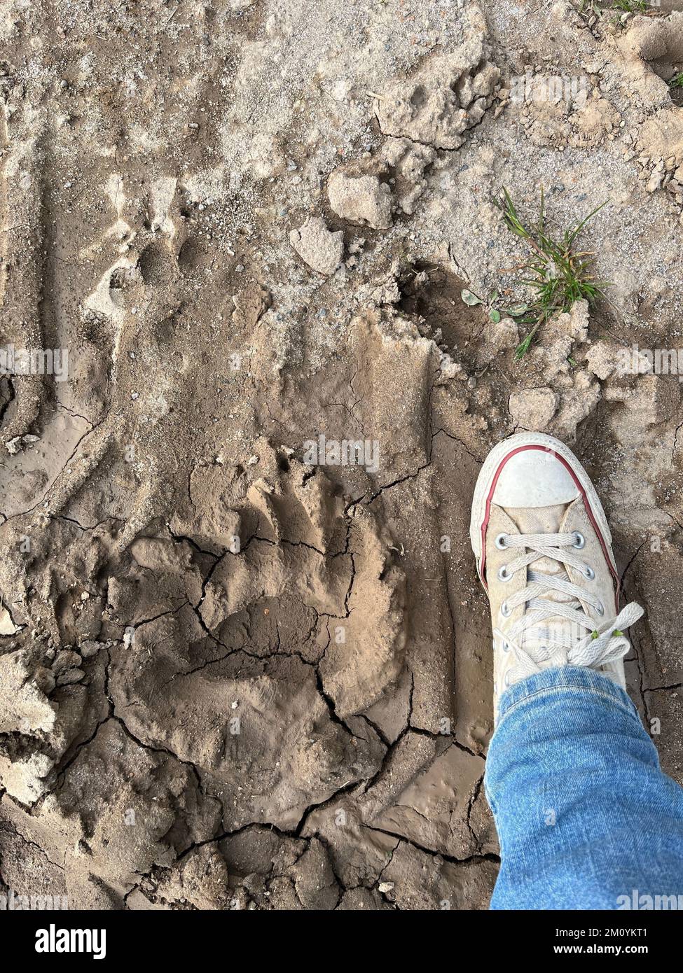 Piede umano accanto alla stampa della zampa dell'orso Foto Stock