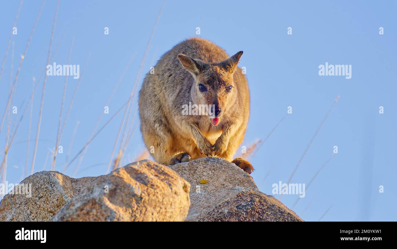 Un wallaby di roccia alleata seduto su una roccia di granito a Towers Hill, Charters Towers, Queensland, Australia Foto Stock