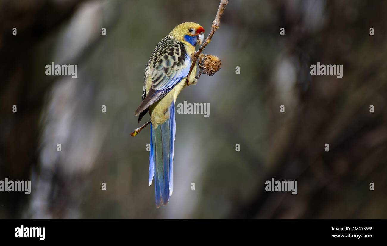 Una rosella gialla arroccata su un ramo sottile che mangia una frutta o una noce a Murray River, Mathoura, New South Wales, Australia Foto Stock
