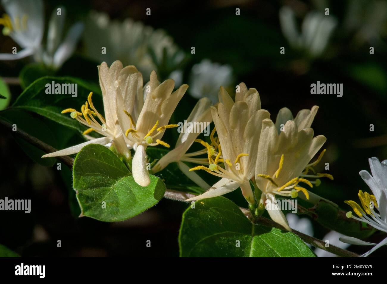 Un arbusto Honeysuckle, probabilmente Amur Honeysuckle (Lonicera maacki) in fiore Foto Stock