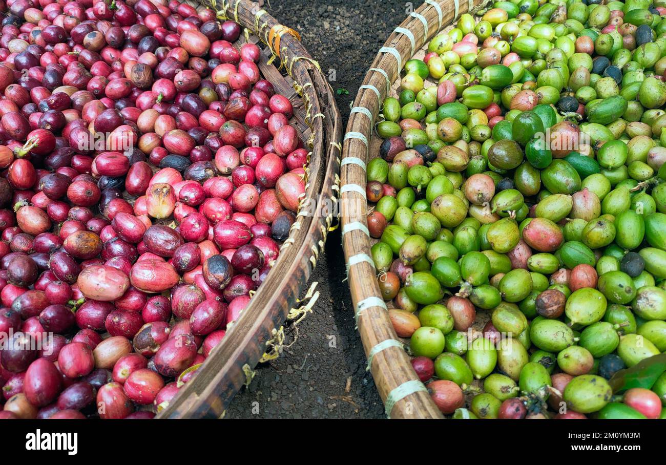 Chicchi di caffè rossi e verdi. La differenza tra chicchi di caffè di alta qualità e chicchi di caffè di media qualità Foto Stock