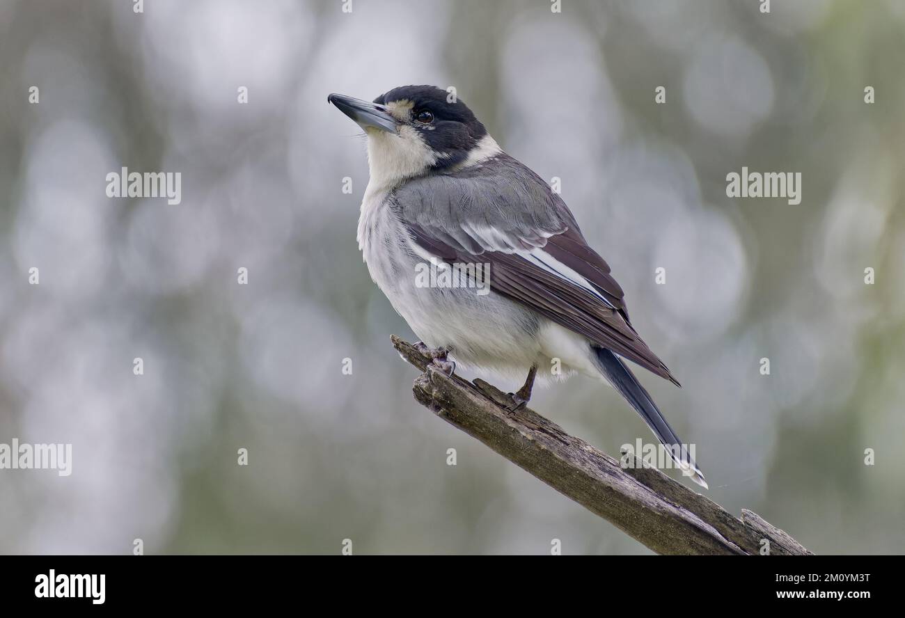 Uccello grigio, nero e bianco Butcherbird grigio appollaiato alla fine del ramo al Parco Nazionale di Warrumbungle, New South Wales, Australia Foto Stock