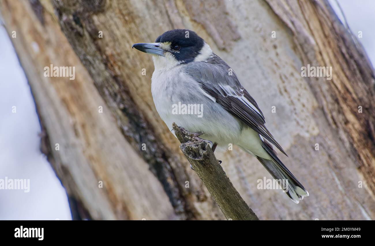 Uccello grigio, nero e bianco Butcherbird grigio appollaiato alla fine del ramo al Parco Nazionale di Warrumbungle, New South Wales, Australia Foto Stock
