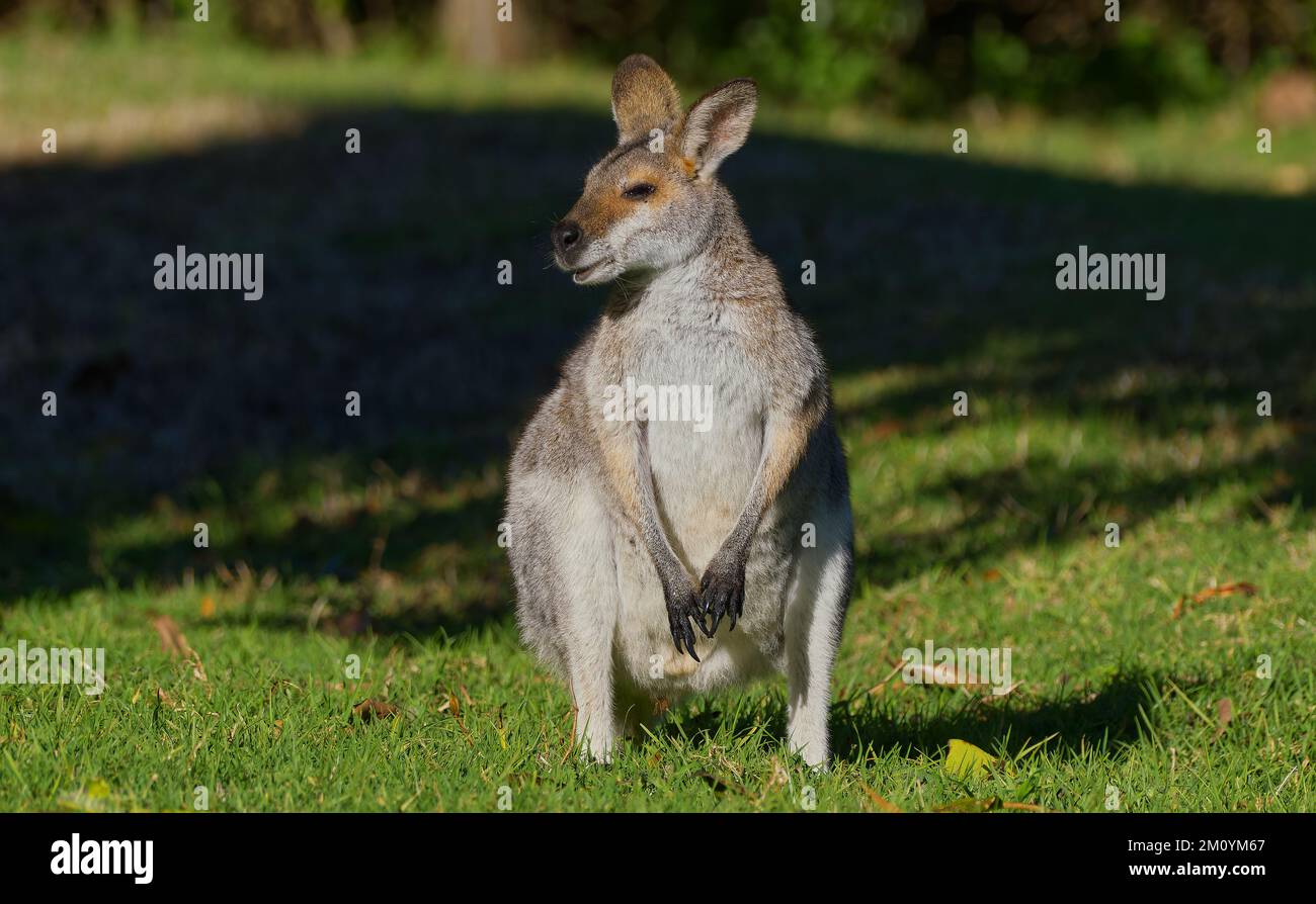 Wallaby del Bennet o dal collo rosso sull'erba al Bunya Mountains National Park, Dandabah, Dalby, Queensland, Australia Foto Stock