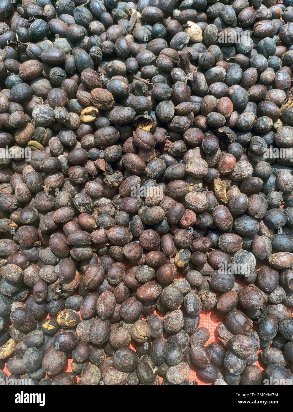 chicchi di caffè secchi. natura sfondo Foto Stock