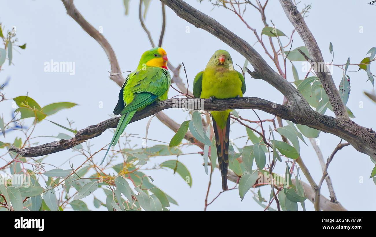 Pappagallo superbo maschile e femminile, arroccato in un eucalipto a Cowra, New South Wales, Australia Foto Stock