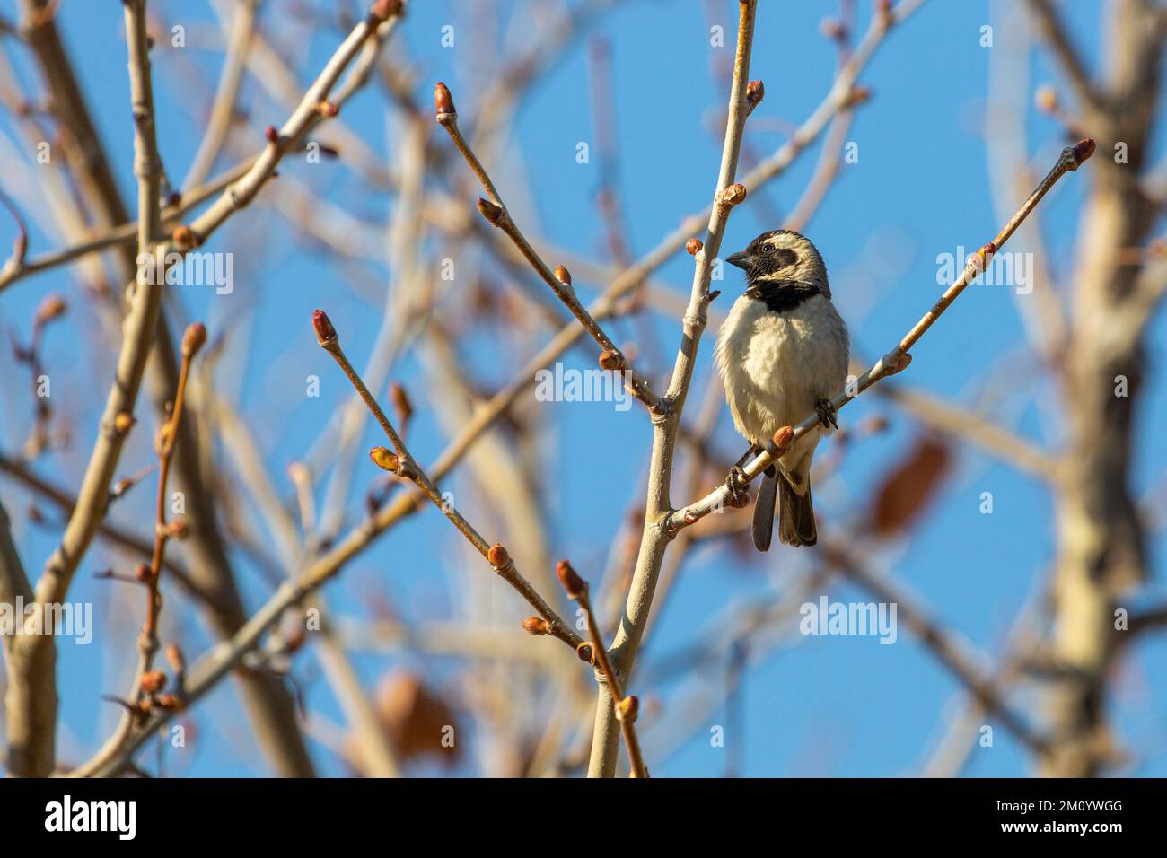 Capo Sparow (Passer melanurus) seduto in un albero, preso nei monti Cederberg del Sud Africa Foto Stock