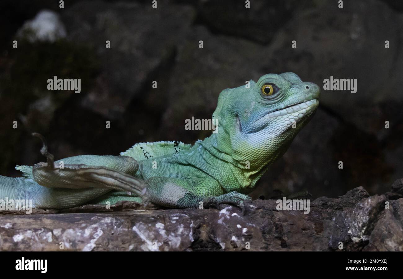 Ritratto di lucertola di basilisk verde nel terrario Foto Stock