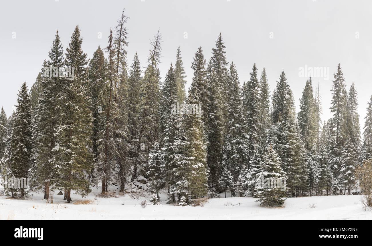 Paesaggio invernale di una foresta di alberi di conifere ricoperti di neve nelle montagne di Jemez, New Mexico Foto Stock