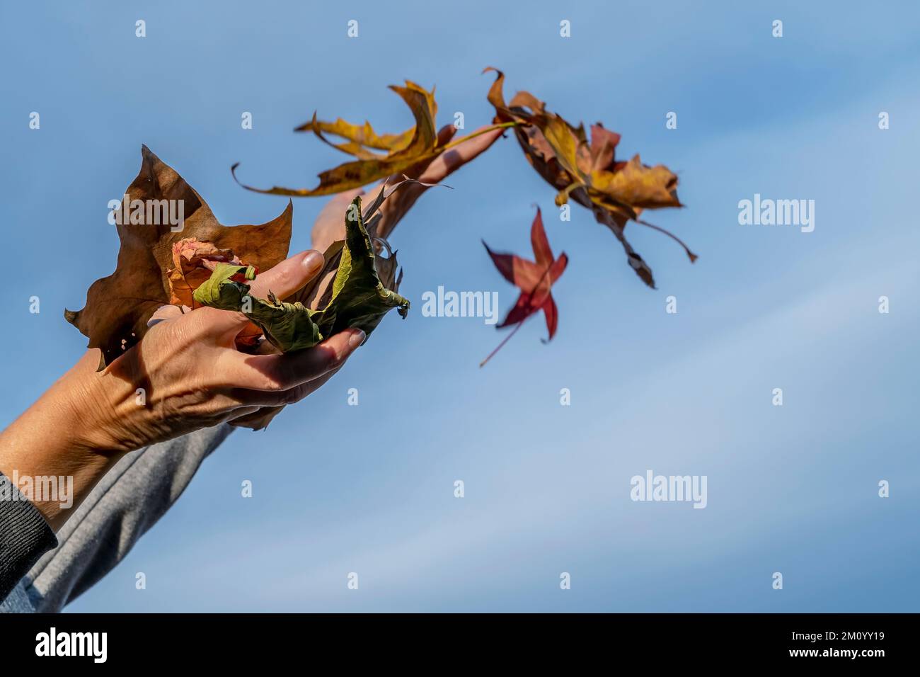Le mani femminili cercano di catturare le foglie autunnali che cadono contro il cielo blu Foto Stock