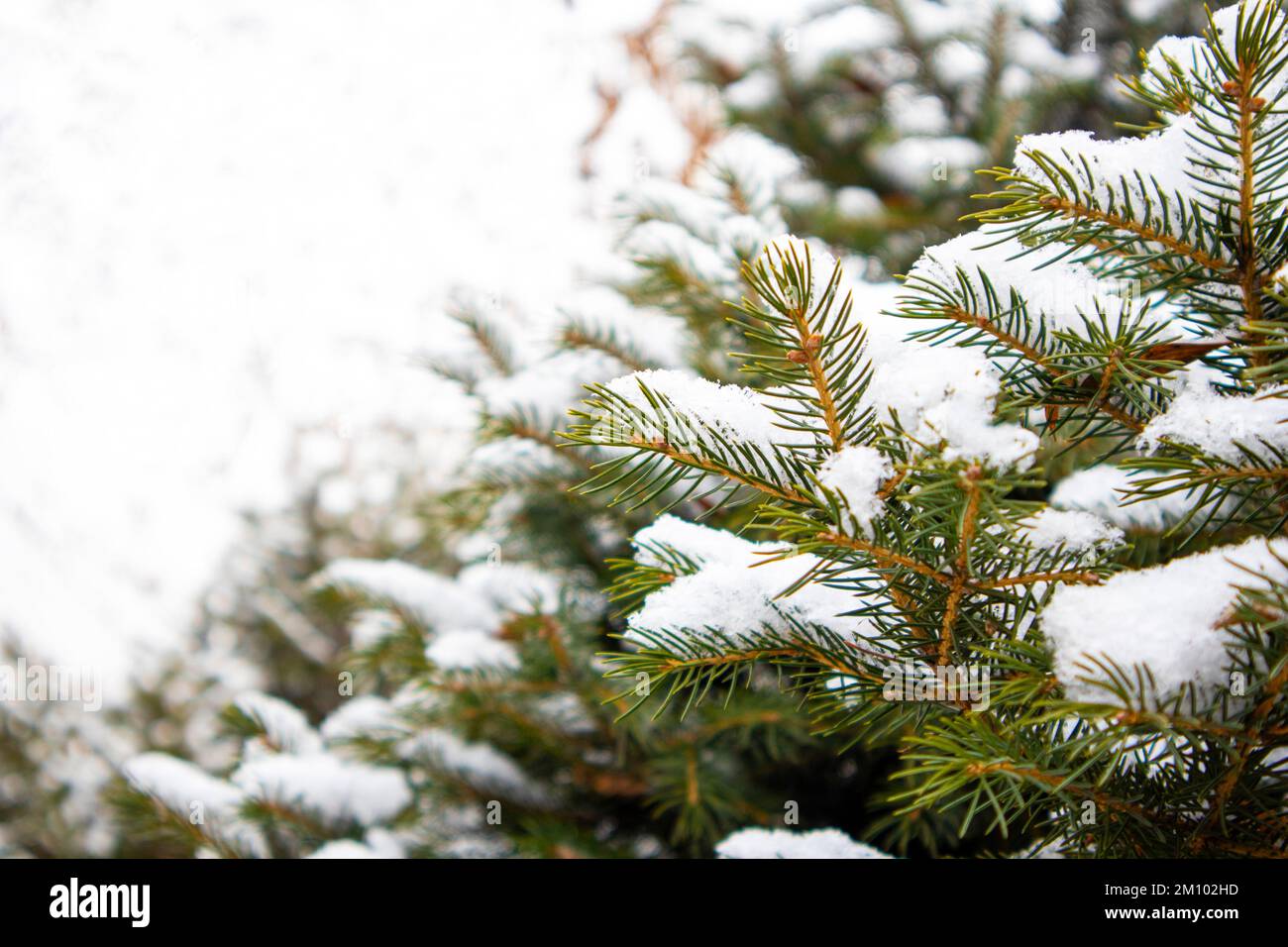 Ramoscelli su un albero di Natale nella neve Foto Stock