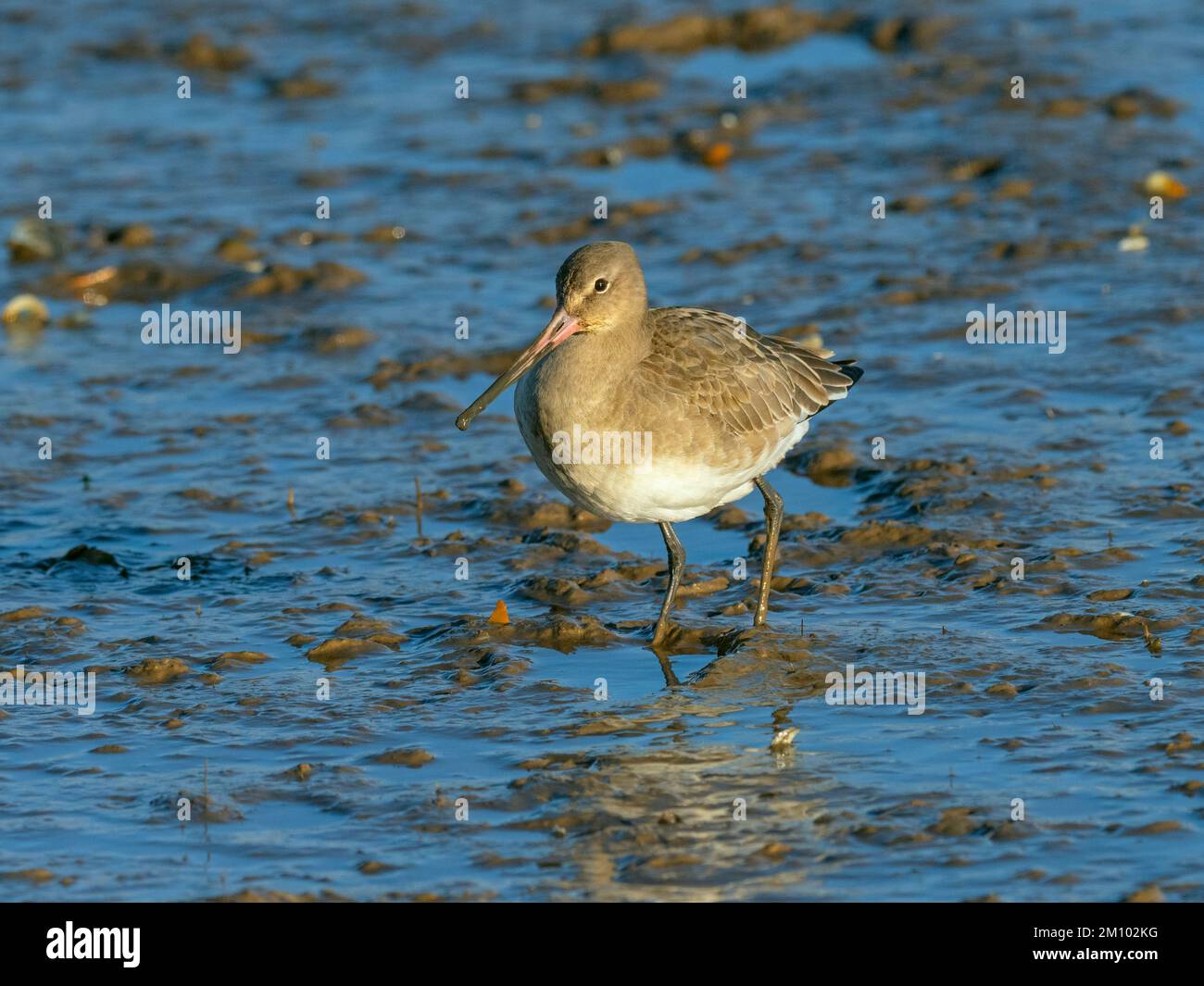 Godwit Limosa limosa dalla coda nera che si nutre sul litorale Foto Stock