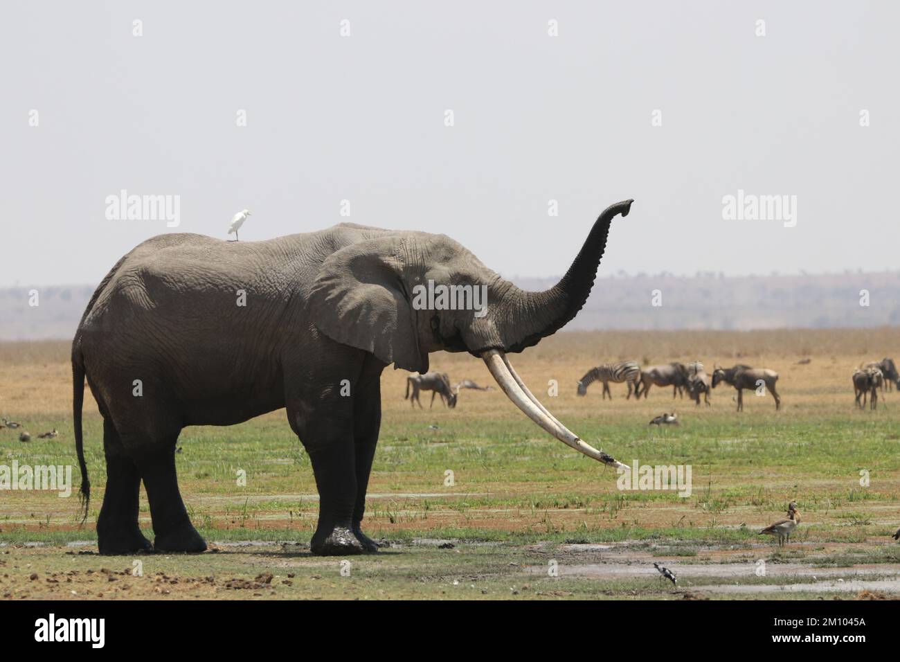 Amboseli Boy Foto Stock