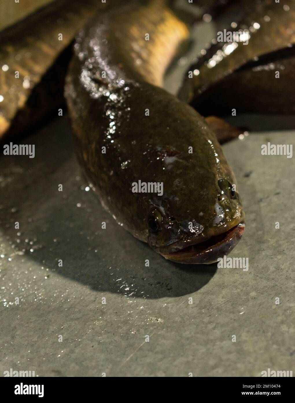 Pesce locale testa di serpente in vendita presso un mercato etnico del pesce a Guwahati, Assam, India Foto Stock