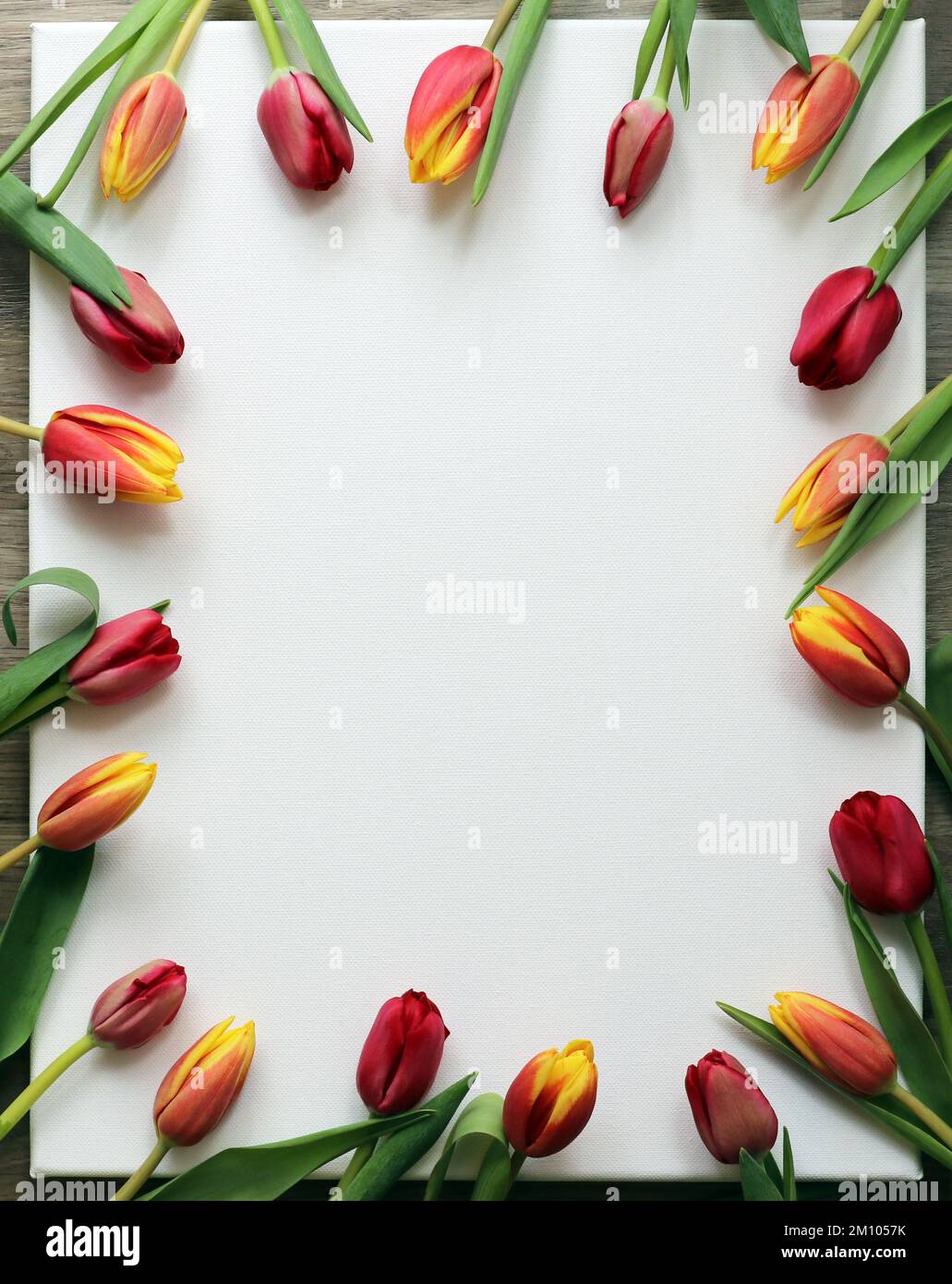 Bella cornice per testo su tela decorata con tulipani rossi e gialli per un biglietto di auguri per il 8 marzo, Festa della mamma, San Valentino o altri. Foto Stock