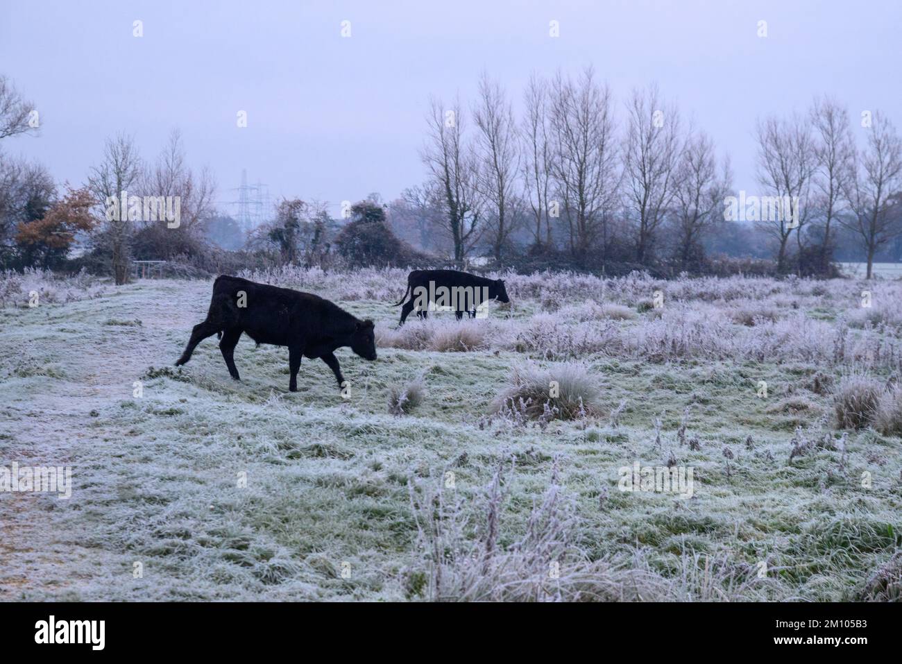 Mucche in un campo ghiacciato dopo brina dura, Avon Valley, New Forest, Hampshire, Regno Unito, 9 dicembre 2022, durante la notte le temperature sono scese a -7 (meno 7) in campagna. Foto Stock