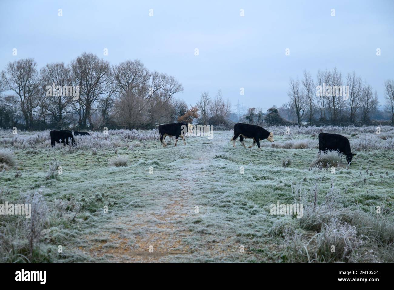 Mucche in un campo ghiacciato dopo brina dura, Avon Valley, New Forest, Hampshire, Regno Unito, 9 dicembre 2022, durante la notte le temperature sono scese a -7 (meno 7) in campagna. Foto Stock