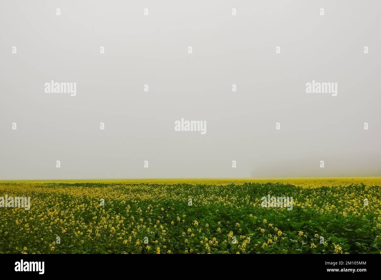 meraviglioso campo verde e giallo con densa nebbia bianca in autunno Foto Stock