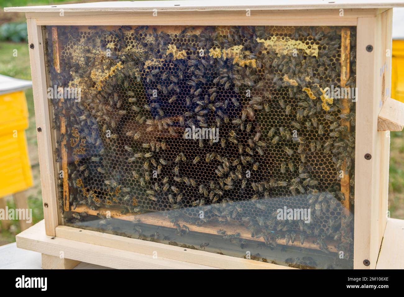 Api al miele. Alveare dell'ape del miele con miele del pettine e cera in un'esposizione dietro il vetro. Foto Stock