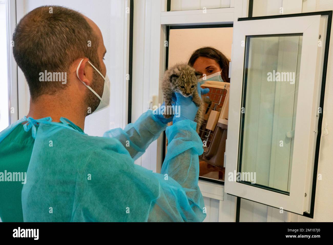 Antonio Rivas Salvador, coordinatore del centro di allevamento, riceve un cucciolo di lince iberica di 25 giorni (Lynx pardinus) da Erika Diaz Hernandez per l'alimentazione Foto Stock