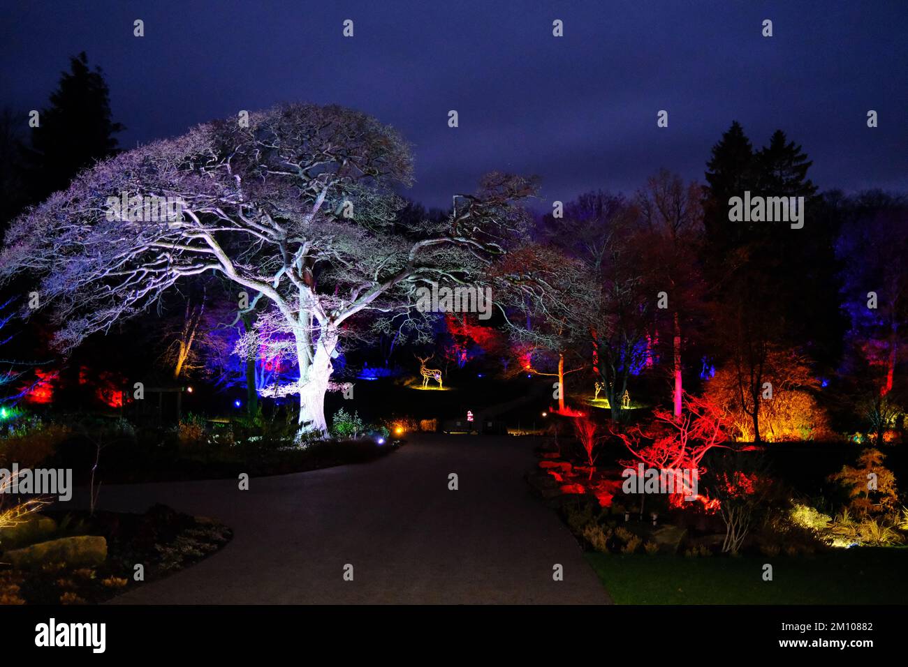 The Glow, illuminazioni invernali, RHS Harlow Carr Gardens, Harrogate 2022 Foto Stock