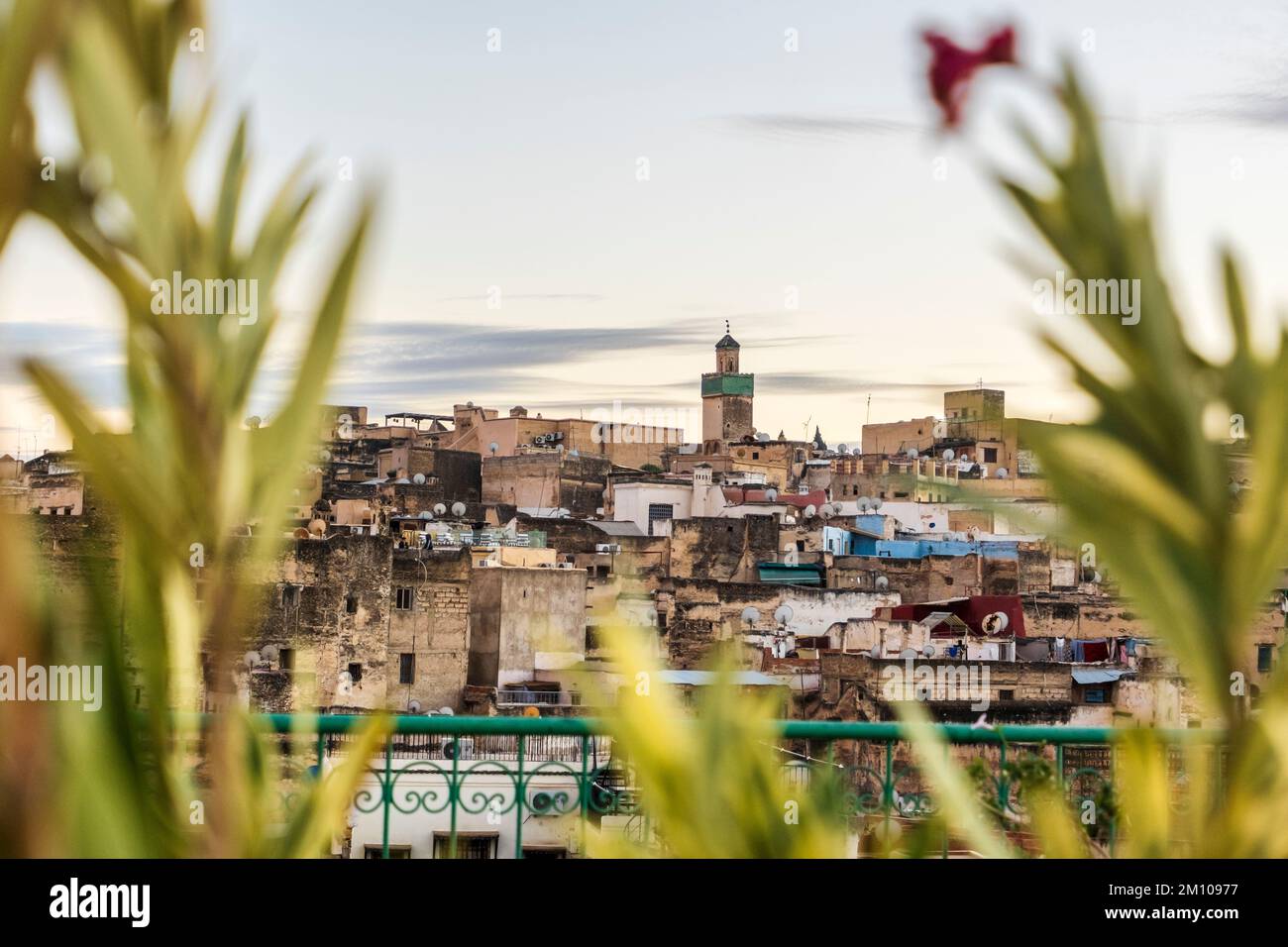 Vecchia città storica di Fez, Morroco. Piante in primo piano. Foto Stock