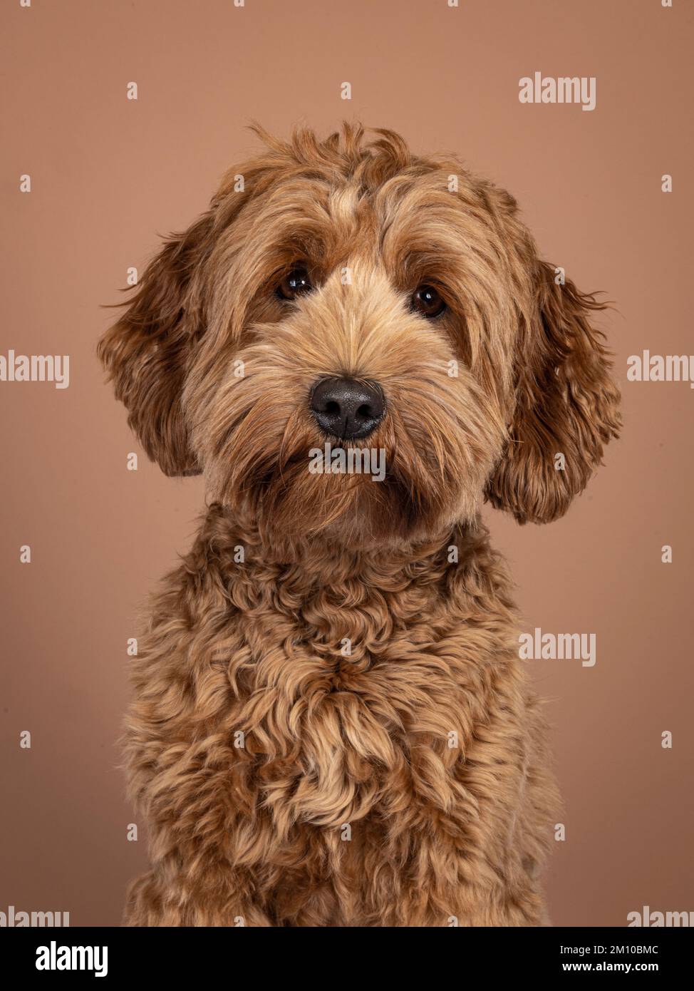 Portrai colpo di testa di Cobberdog marrone aka labradoodle cane. Un aspetto amichevole verso la fotocamera. Isolato su sfondo marrone. Foto Stock