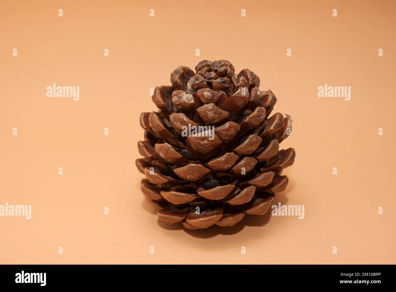 Cono unico di pino, isolato su sfondo beige. Foto Stock