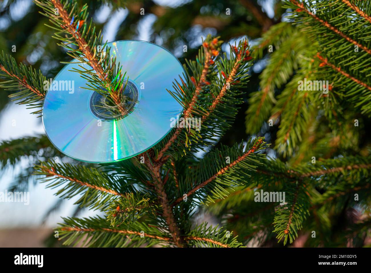 Il Compact Disc si trova su un albero di Natale, foto di sfondo per feste musicali di Capodanno Foto Stock