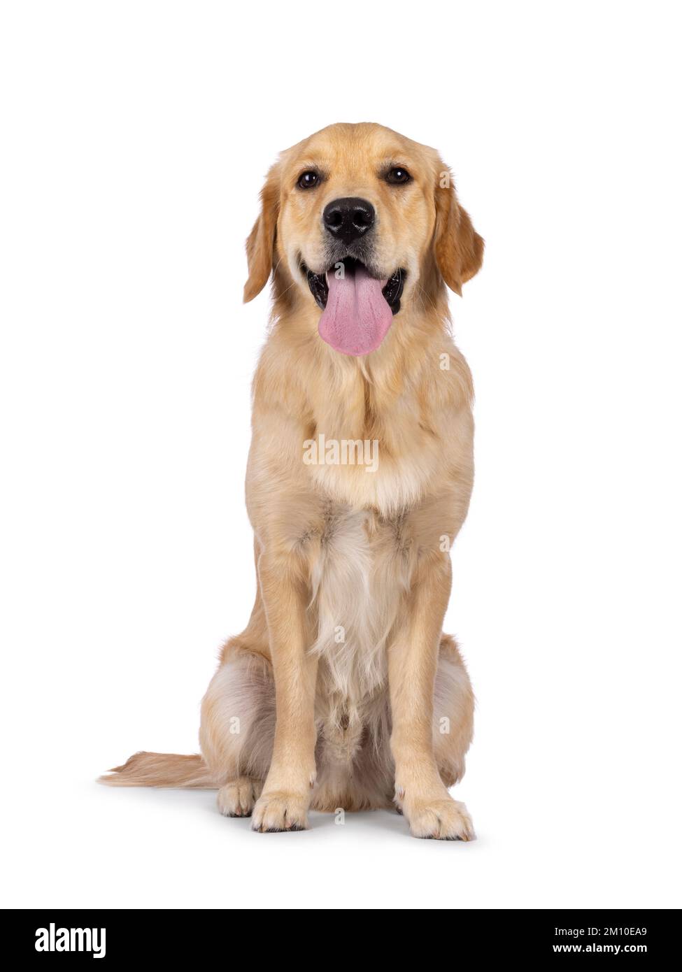 Giovane adulto Golden Retriever cucciolo cane, seduta in su di fronte con lingua lunga fuori. Guardando verso la fotocamera. Isolato su sfondo bianco. Foto Stock