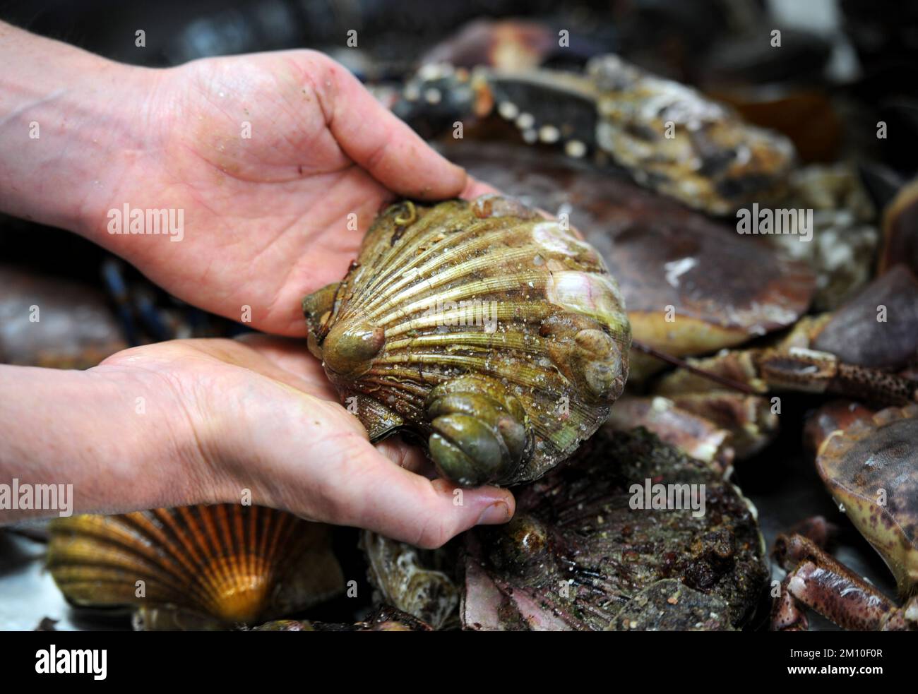 Uno Scallop. Foto Stock