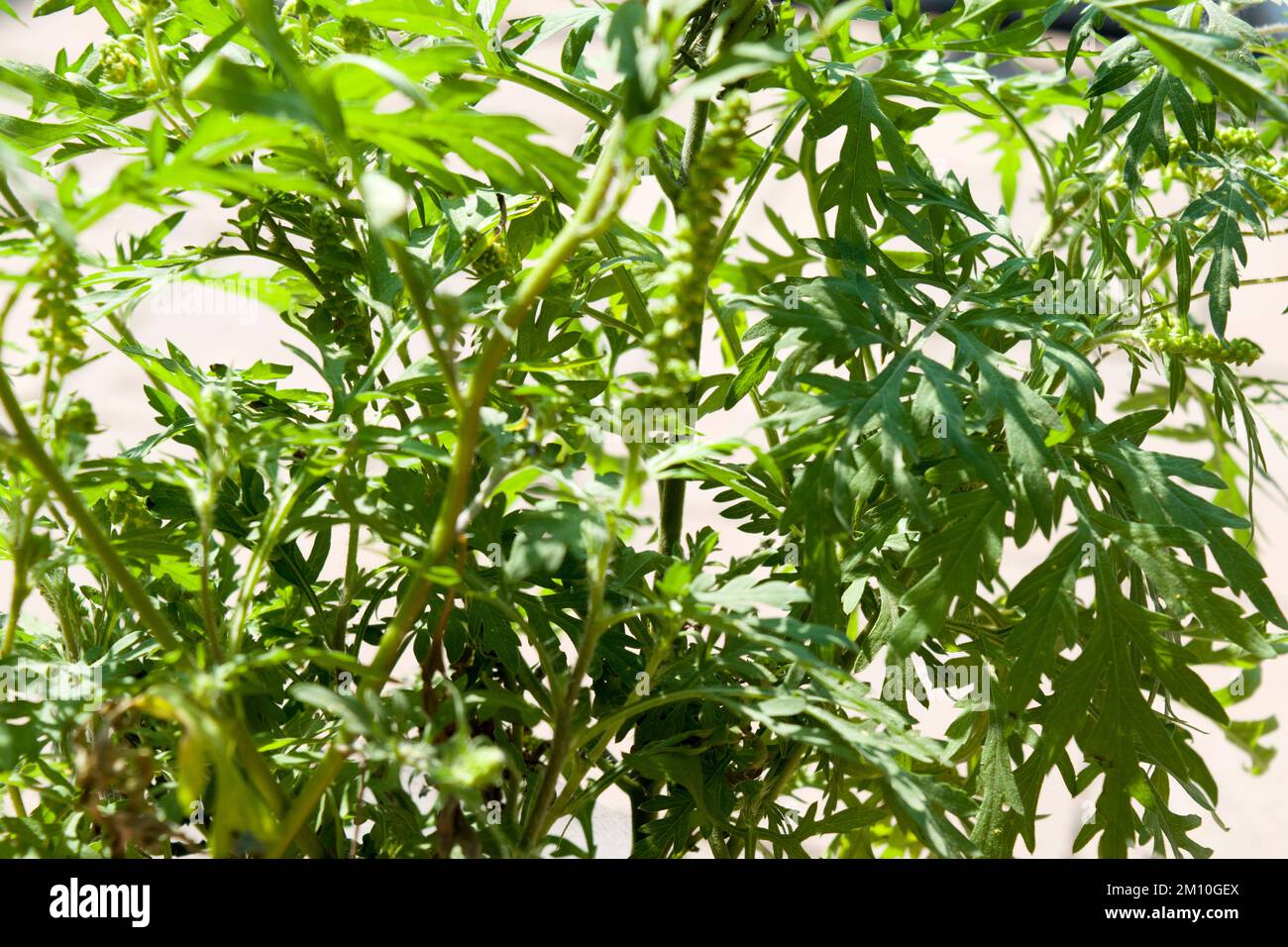 Primo piano foto di fiori ragweed. Il polline raggred è noto per causare reazioni allergiche negli esseri umani, in particolare rinite allergica. Foto Stock