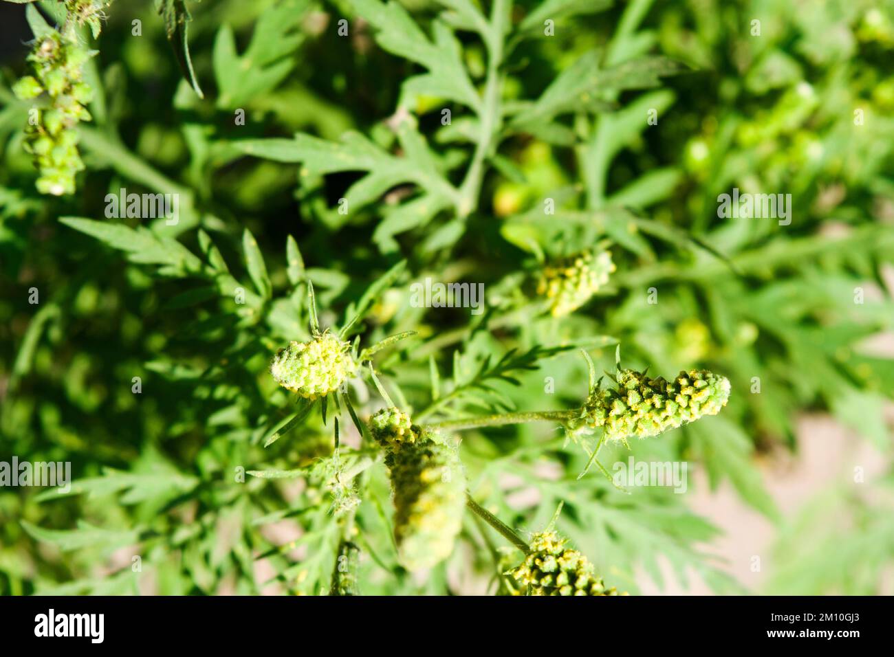 Primo piano foto di fiori ragweed. Il polline raggred è noto per causare reazioni allergiche negli esseri umani, in particolare rinite allergica. Foto Stock