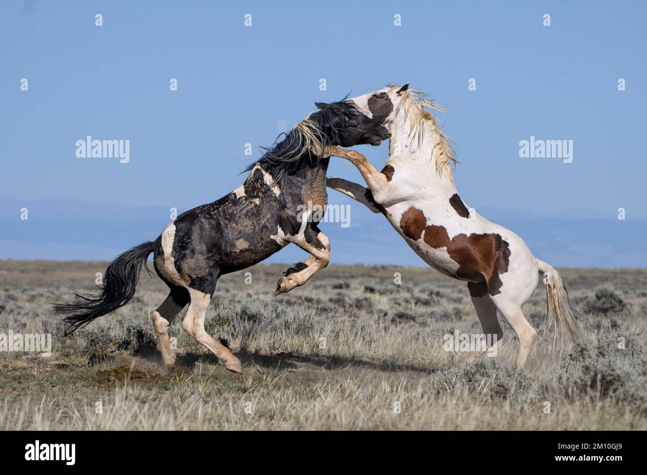 Due cavalli selvatici che abbraccia e saltano nell'area McCullough Peaks di cody, Wyoming, con cielo blu Foto Stock