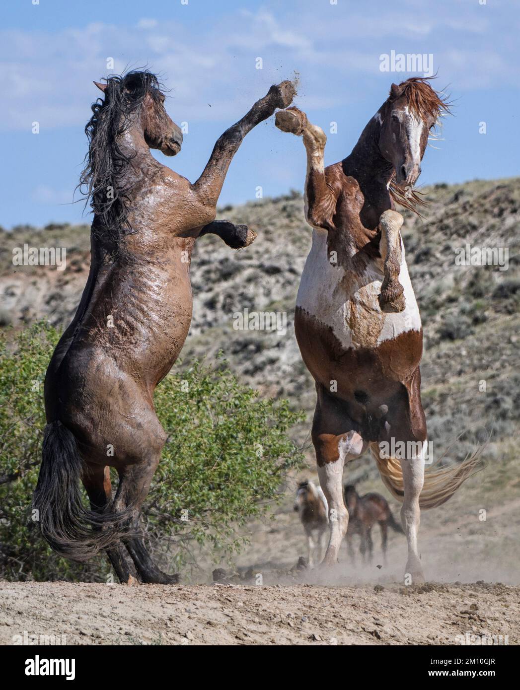 Due cavalli selvaggi in piedi e abbracciando nella McCullough Peaks Area a cody, Wyoming con cielo blu Foto Stock