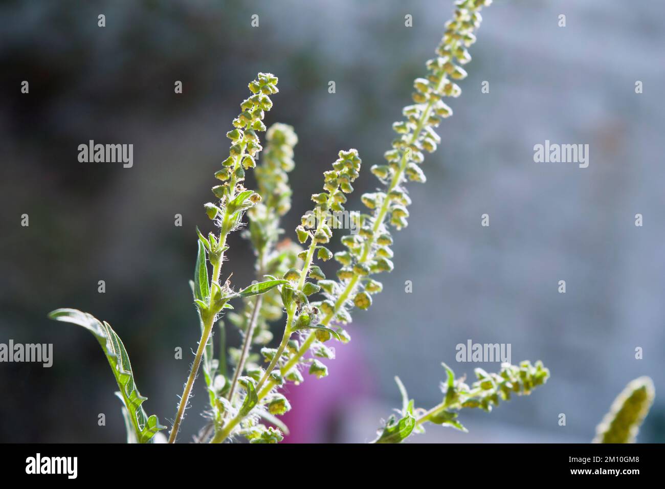 Primo piano foto di fiori ragweed. Il polline raggred è noto per causare reazioni allergiche negli esseri umani, in particolare rinite allergica. Foto Stock