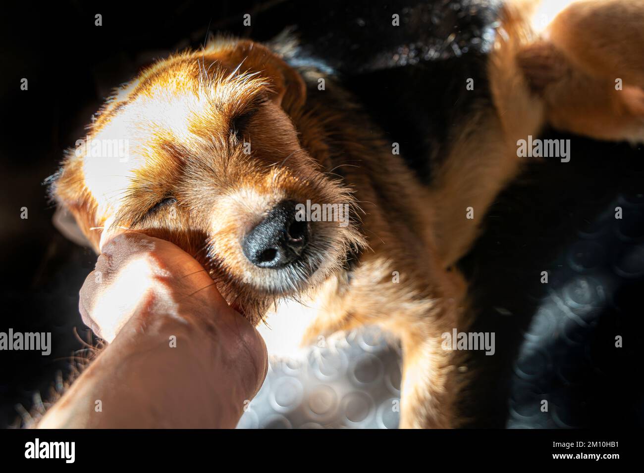 Piccolo cane marrone godendo la carezza del suo proprietario con gli occhi chiusi. Felice concetto di animale domestico Foto Stock