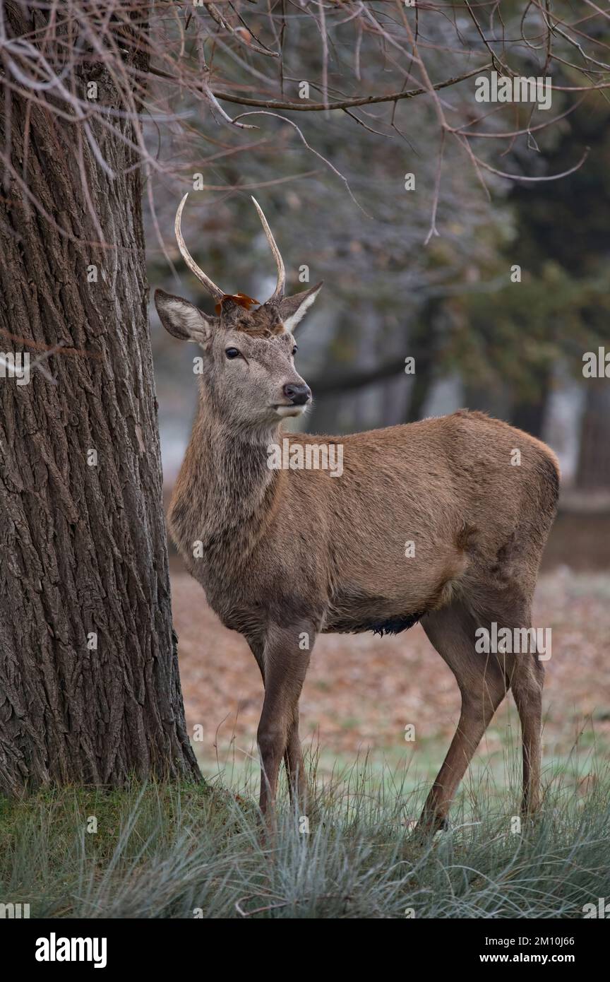 Giovani corna di cervo che crescono ancora in piedi per albero durante le fredde mattine Foto Stock