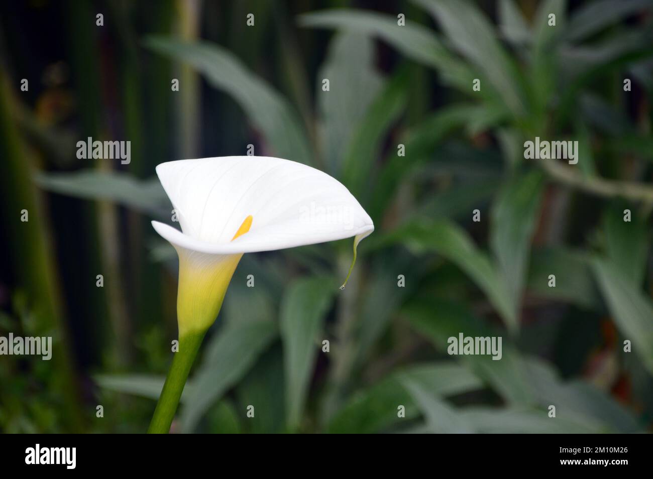 Singolo White Calla aethiopica (Arum Lily) Fiore cresciuto all'Eden Project, Cornovaglia, Inghilterra, Regno Unito. Foto Stock