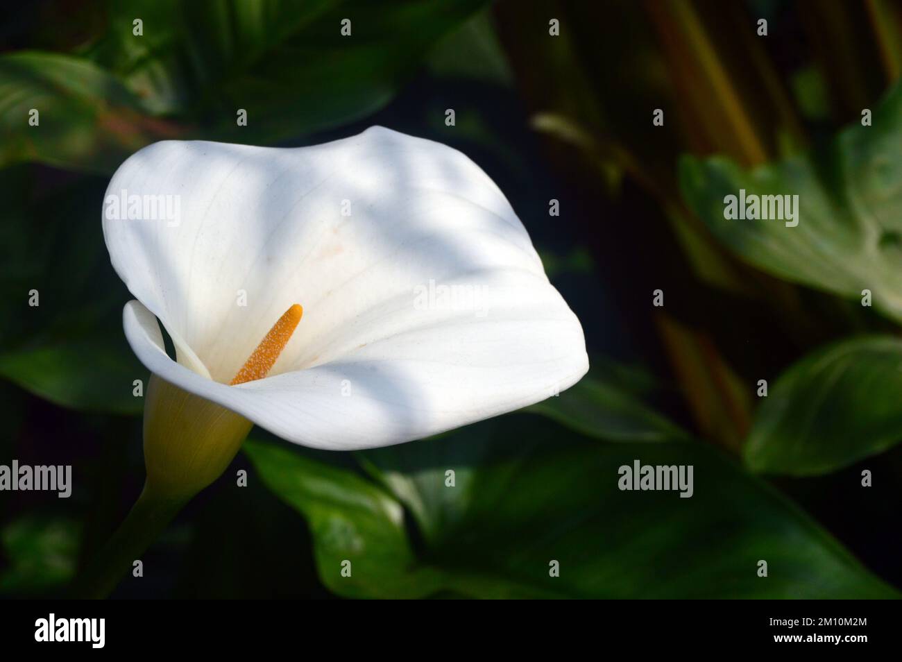 Singolo White Calla aethiopica (Arum Lily) Fiore cresciuto all'Eden Project, Cornovaglia, Inghilterra, Regno Unito. Foto Stock