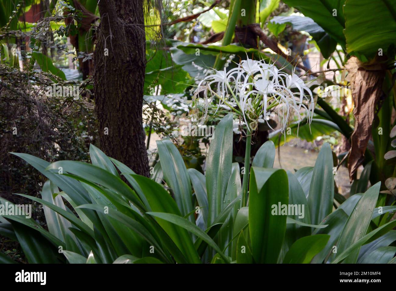 Foglie bianche a forma di stellato Hymenocallis (Spider Lily) Flowerheads cresciuto presso l'Eden Project, Cornovaglia, Inghilterra, Regno Unito. Foto Stock