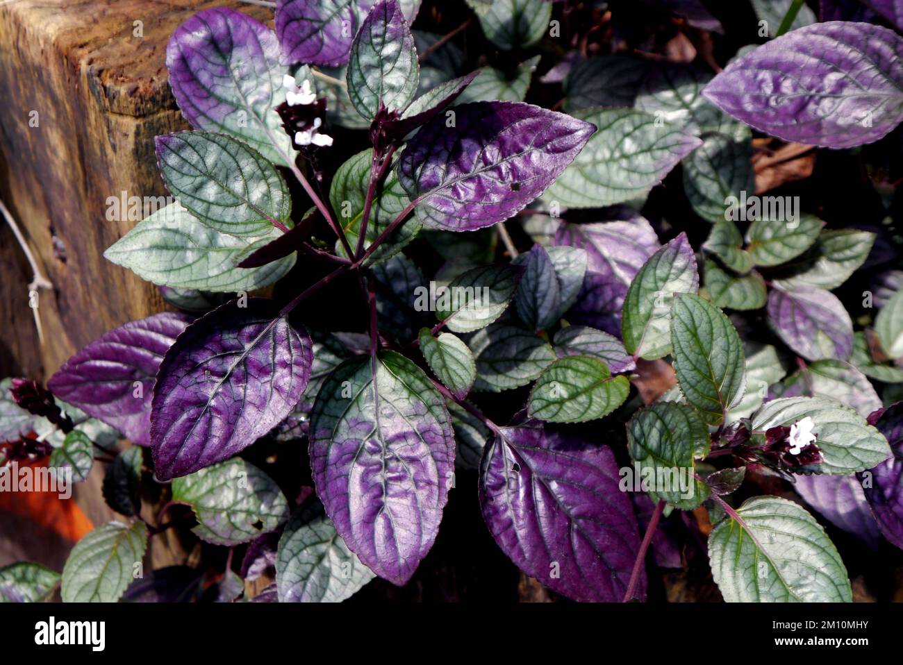 Red Flame Ivy/Purple waffle Plant (Hemigraphis Alternata) Fiori e foglie cresciuti presso l'Eden Project, Cornovaglia, Inghilterra, Regno Unito. Foto Stock