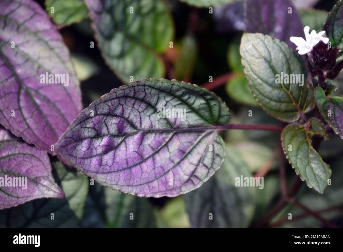 Red Flame Ivy/Purple waffle Plant (Hemigraphis Alternata) Fiori e foglie cresciuti presso l'Eden Project, Cornovaglia, Inghilterra, Regno Unito. Foto Stock