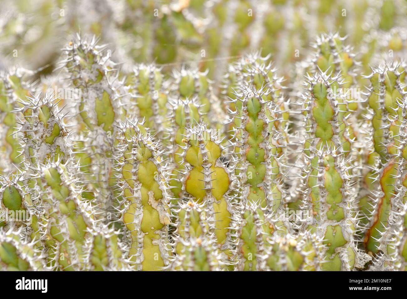 Primo piano di una serie di piccoli cactus verdi con brevi spine bianche Foto Stock