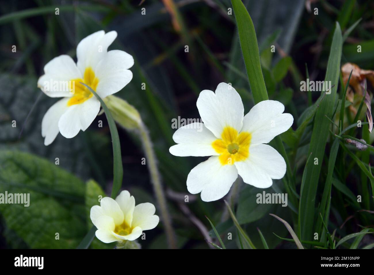 Fiore giallo pallido/bianco della Primula vulgaris (Primrose comune) in un prato su Hillsborough dal percorso costiero sud-occidentale in Cornovaglia, Inghilterra, Regno Unito. Foto Stock