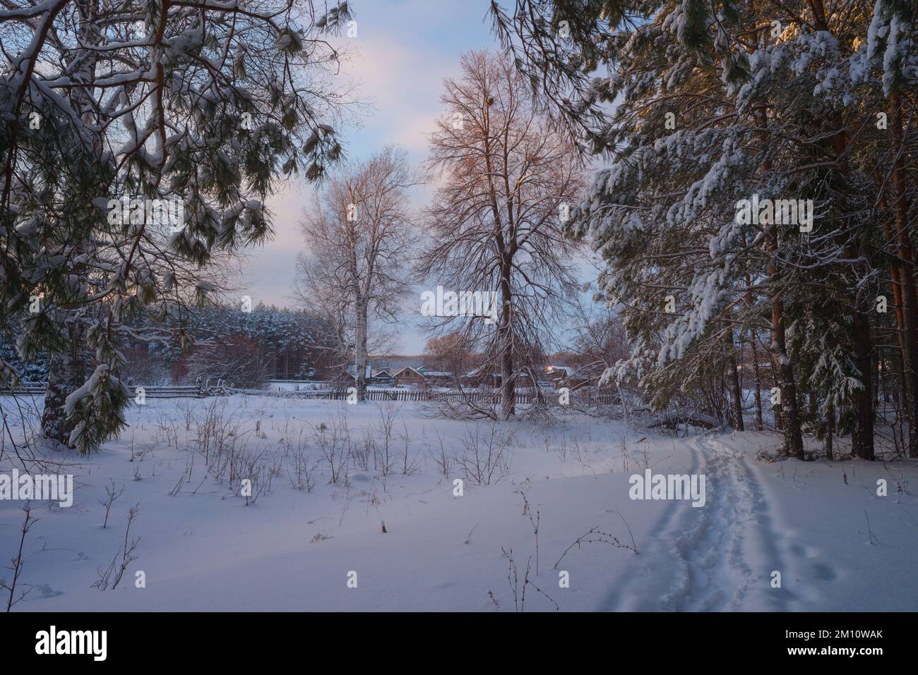 Alberi ricoperti di neve in serata gelosa. Bellissimo panorama invernale Foto Stock